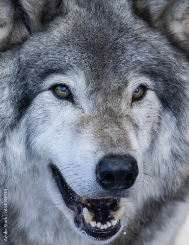 northwestern wolf (Canis lupus occidentalis) winter portrait © Mircea Costina