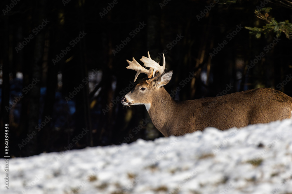 Obraz premium Male white-tailed deer (Odocoileus virginianus) in autumn