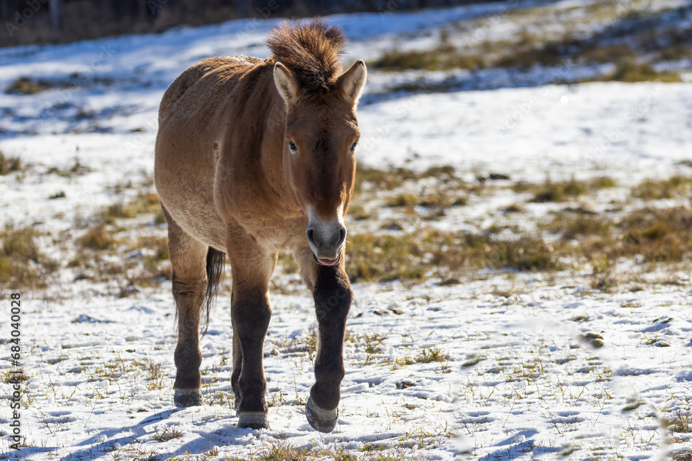 Equus (genus) visual data 7