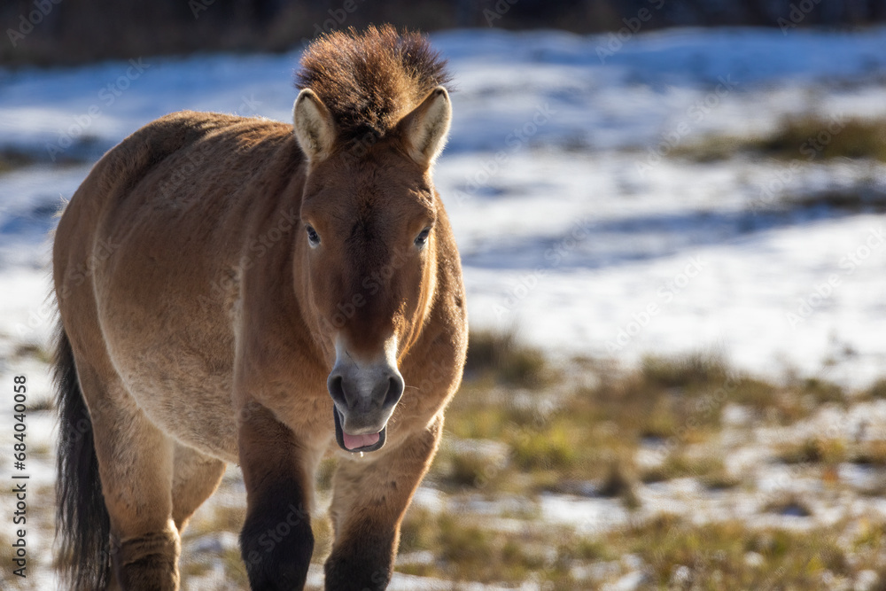 Equus (genus) visual data 5