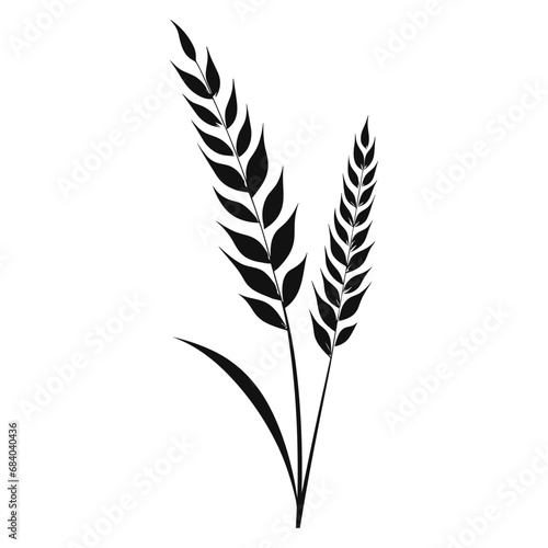 Wheat ears Vector isolated on a white background, A Wheat grain silhouette  photo