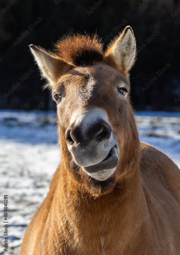 Przewalski's horse (Equus ferus przewalskii or Equus przewalskii ) Mongolian wild horse or Dzungarian horse in winter Przewalski's horse (Equus ferus przewalskii or Equus przewalskii ) Mongolian wild horse or Dzungarian horse in winter