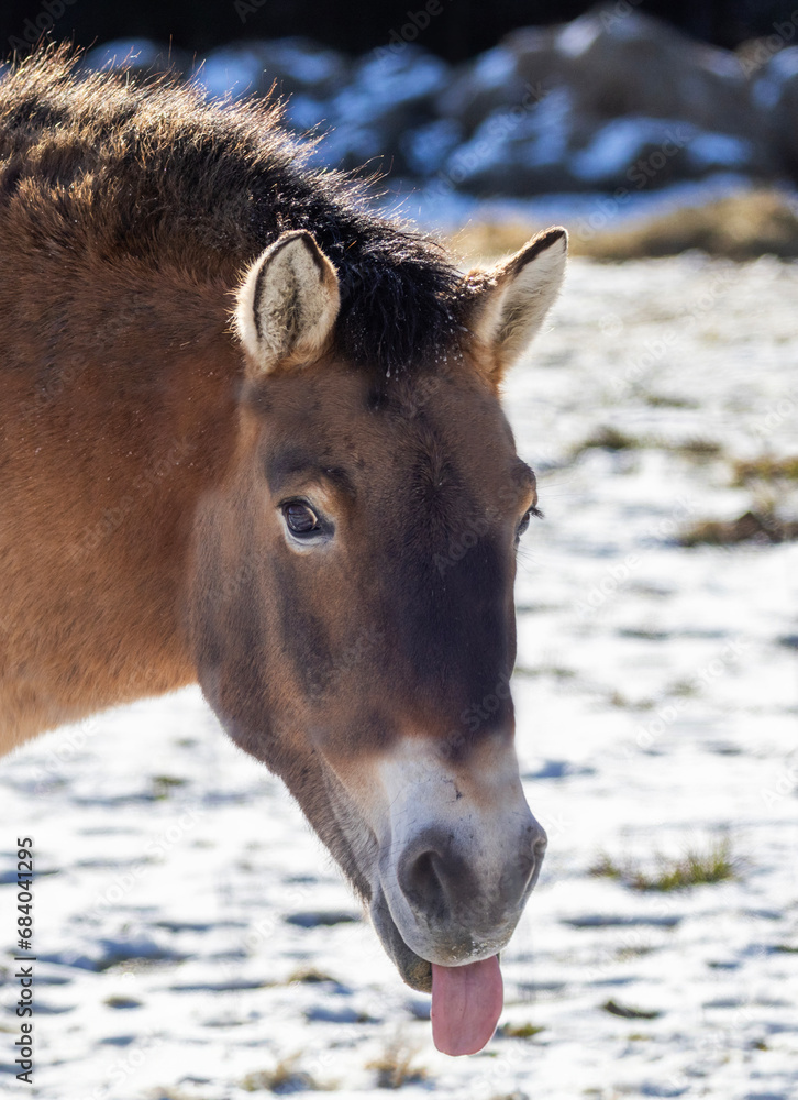 Equus (genus) visual data 2
