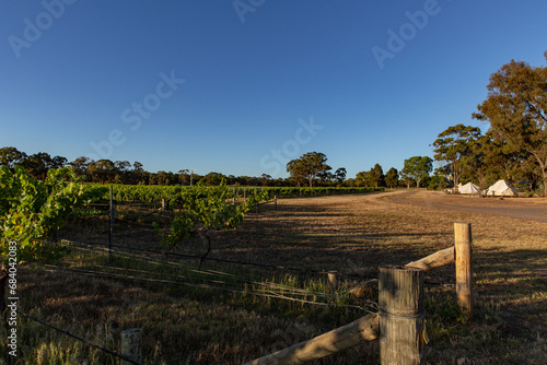 Dawn's Early Light Reveals Vineyard Paths and Glamping Tents Amongst the Vines