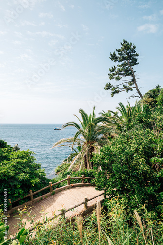 Seaside walking trail with tropical palm tree in Jeju Island, Korea