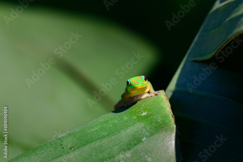 Green Gecko on banana leaf