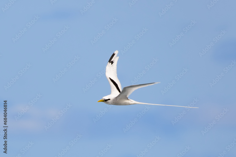 Paille-en-Queue or Phaeton is flying with a blue sky