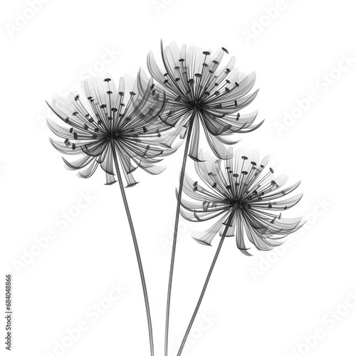 Three black abstract flowers in x-ray style with transparent petals on a white background. Monochrome botanical design.