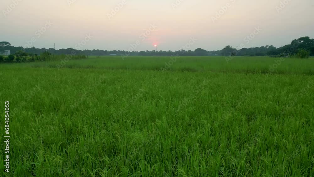 sunset drone going up at green rice paddy field, revealing beautiful landscapes under an orange sunset sky, Low angle aerial view of green rice paddy meadow during sunset, Green rice paddy field