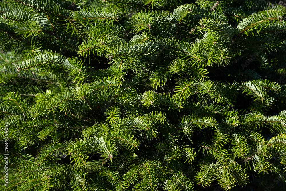 Closeup of fresh sheared fir tree, as a nature background
Closeup of fresh sheared fir tree, as a nature background