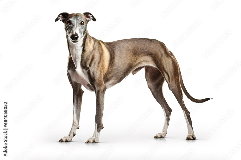 Image of greyhounds dog on white background. Pet. Animals. Image of greyhounds dog on white background. Pet. Animals.