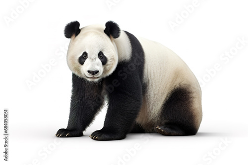 Image of a panda on white background. Mammals. Wildlife Animals. photo