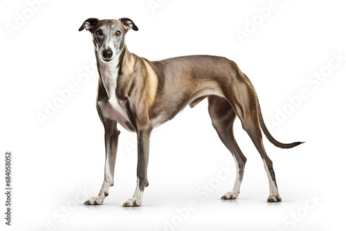 Image of greyhounds dog on white background. Pet. Animals.