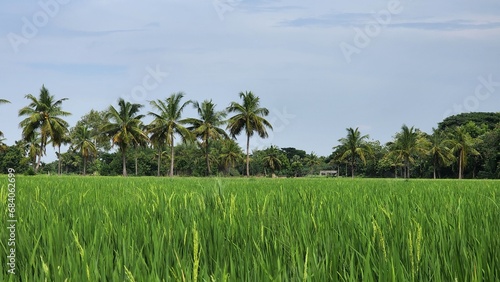 Rice green leaf plant with coconut tree blue sky and clouds