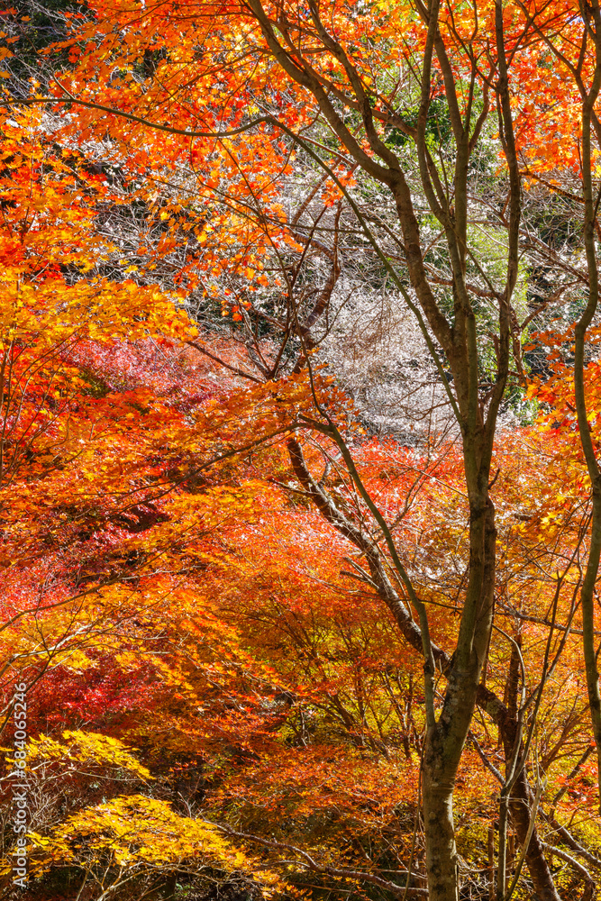 紅葉と四季桜(愛知県豊田市 柿ヶ入り遊歩道エリア) 紅葉と四季桜(愛知県豊田市 柿ヶ入り遊歩道エリア)