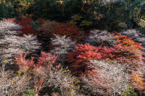四季桜と紅葉（愛知県豊田市　柿ヶ入り遊歩道エリア） © knight0315