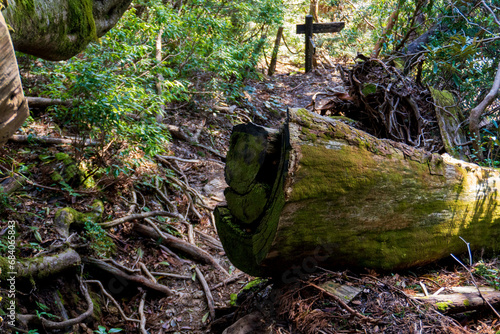 Trail from Takatsuka Hut to Shiratani Unsuikyo in Yakushima photo