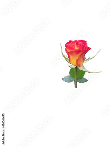 single red rose (ID: 684066495)