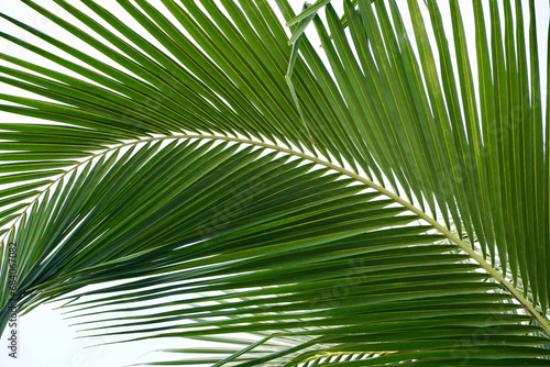 Low angle view of palm tree leaves. Green wide coconut palm tree leaves isolated against sky background.