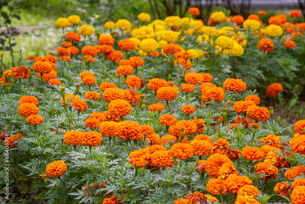 a large beautiful flower bed of beautiful yellow and orange flowers