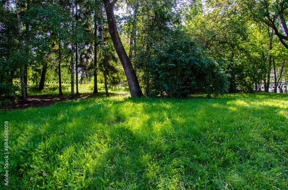 Green smooth lawn and trees in the park in summer Green smooth lawn and trees in the park in summer
