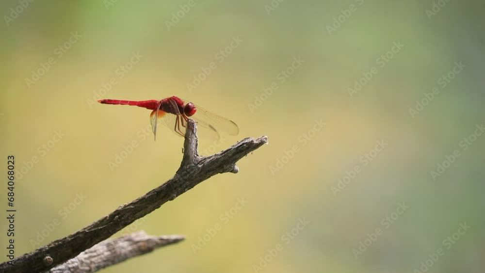 Dragonflies inhabit the wild in North China Dragonflies inhabit the wild in North China
