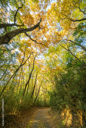 日本の秋、森の紅葉とハイキング道、午後の日差しの木漏れ日
