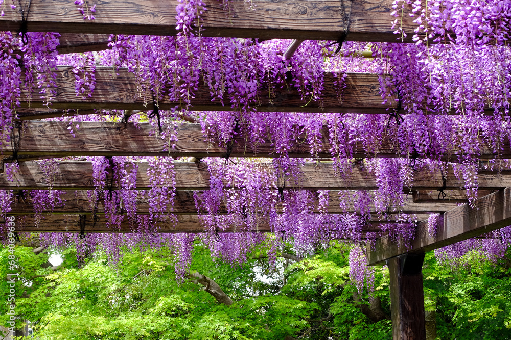 Obraz premium 京都鳥羽水質保全センターの満開の藤の花