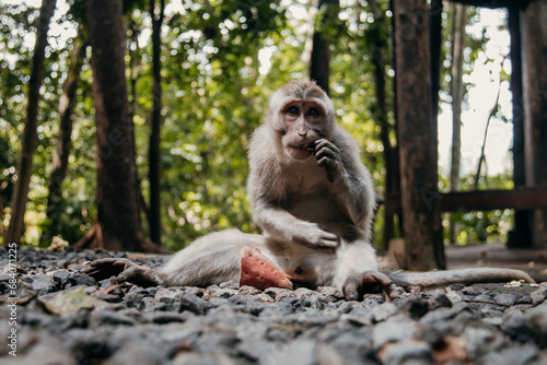 Macaque WilfLife: Exploring the Monkey Forest in Ubud, Bali photo