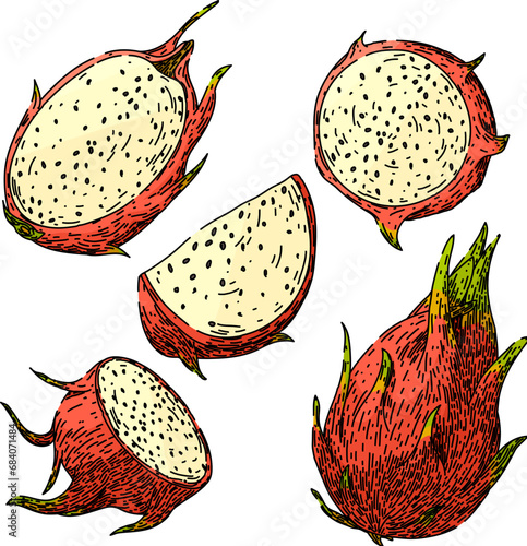 dragon fruit set hand drawn. tropical cactus, red pink, nature asian dragon fruit vector sketch. isolated color illustration