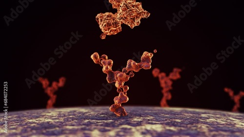 Antibody binding to human cell receptors photo