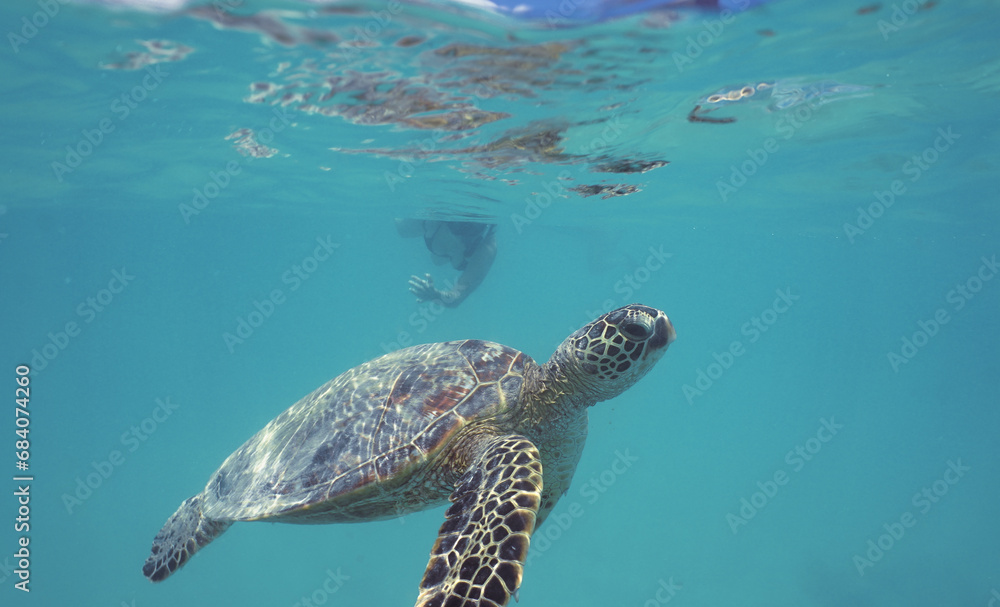 Obraz premium Snorkeling with Wild Hawaiian Green Sea Turtles near Waikiki 