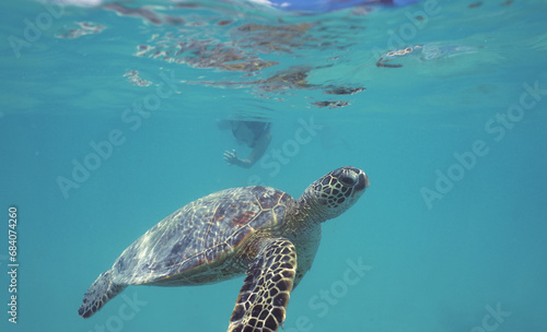 Snorkeling with Wild Hawaiian Green Sea Turtles near Waikiki 