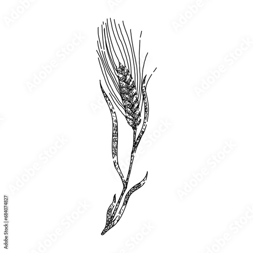 harvest barley hand drawn. wheat bread, farm food, crop seed harvest barley vector sketch. isolated color illustration