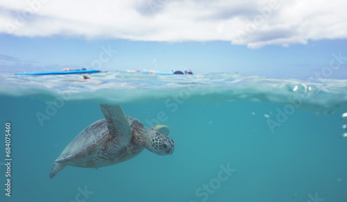 Snorkeling with Wild Hawaiian Green Sea Turtles near Waikiki  photo