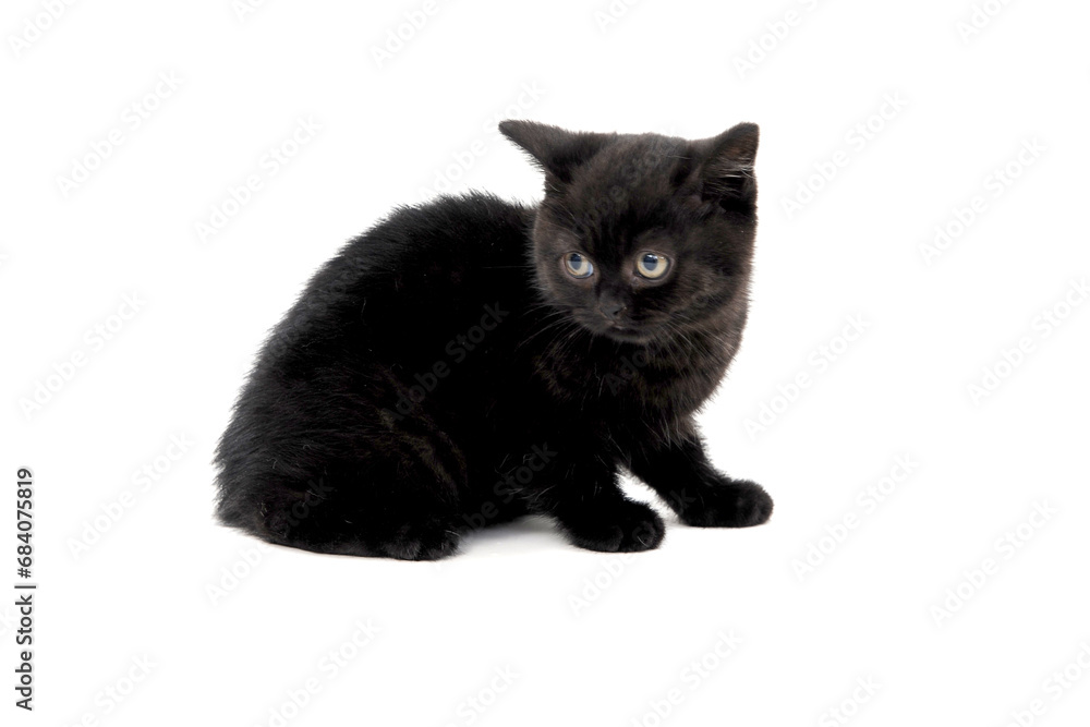 fluffy purebred black kitten sits sideways on an isolated background