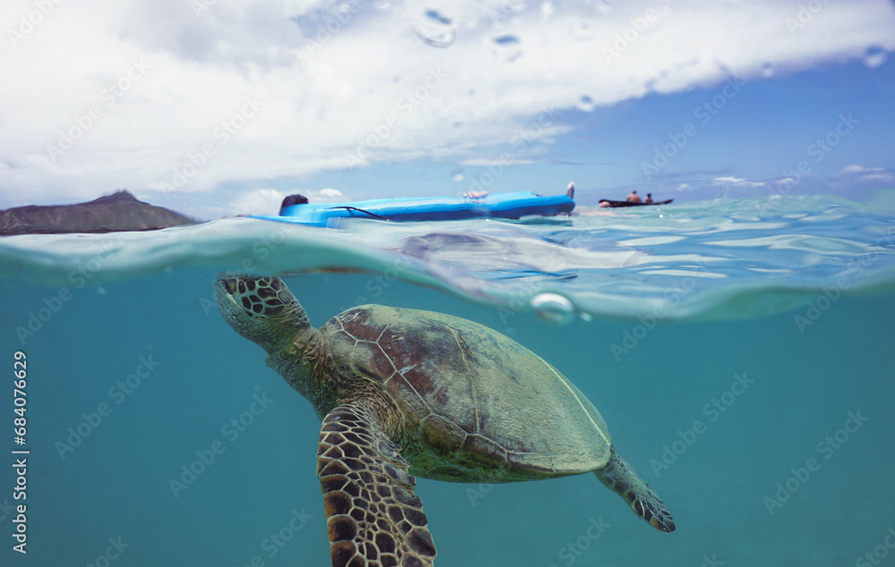 Snorkeling with Wild Hawaiian Green Sea Turtles near Waikiki 
