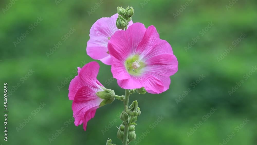 Beautiful hollyhock flowers in the garden Beautiful hollyhock flowers in the garden