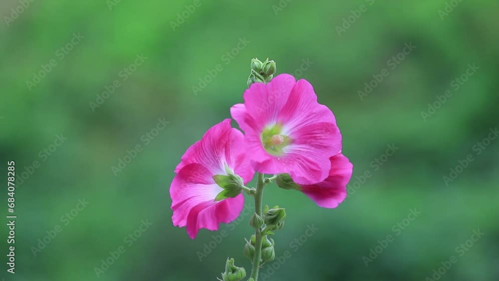 Beautiful hollyhock flowers in the park Beautiful hollyhock flowers in the park
