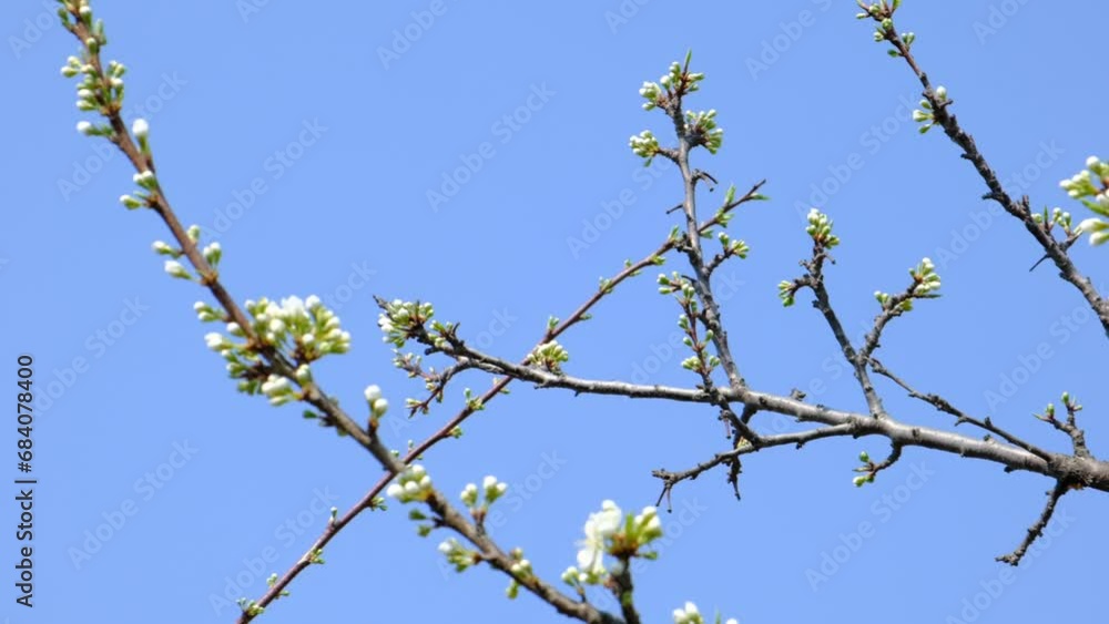 Blossom blooming on trees in springtime. Plum tree flowers blooming. Freshness. Blossom blooming on trees in springtime. Plum tree flowers blooming. Freshness.