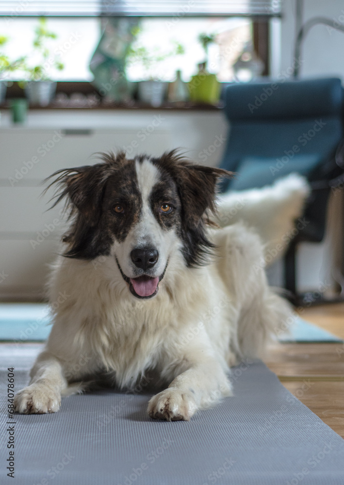 Yoga mat on the floor with dog