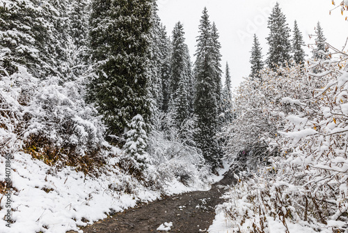 snowy forest near the Lake Kaindy in the Kungei Alatau gorge, Kazakhstan photo