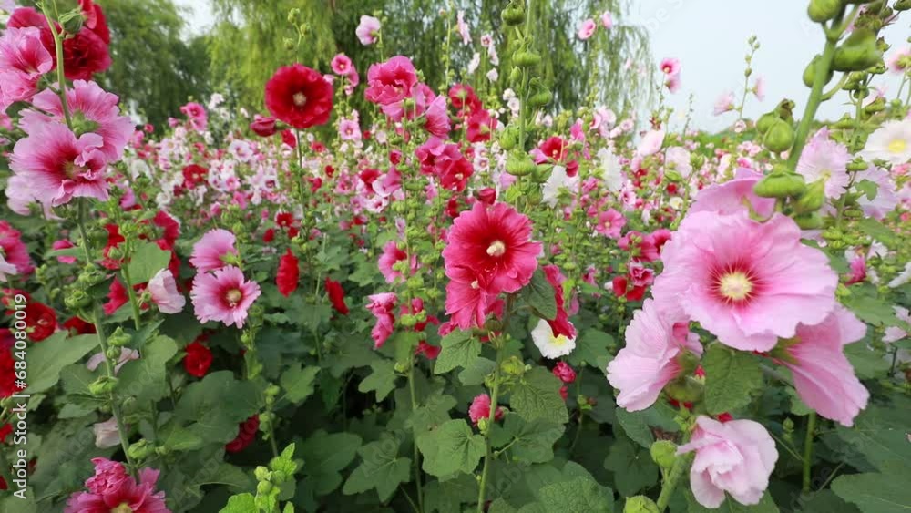The lady is playing in the marshmallow flowers in the park, North China The lady is playing in the marshmallow flowers in the park, North China