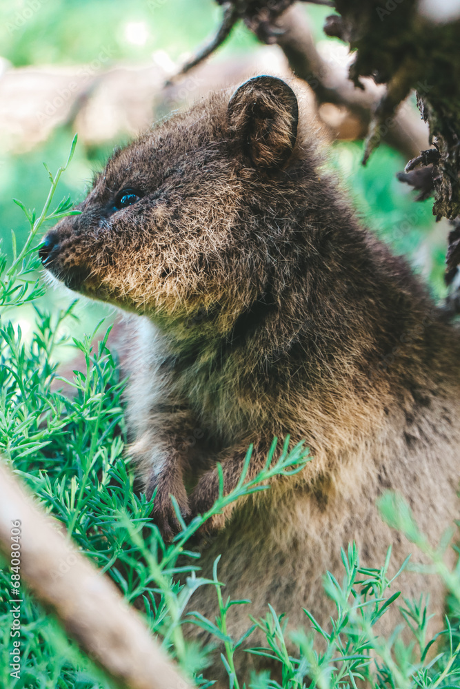 Fototapeta premium Close up of a quokka at Rottnest Island