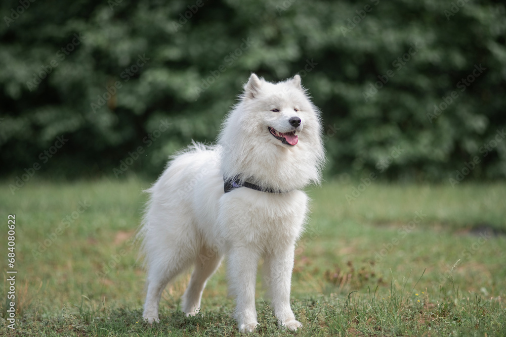 Beautiful purebred Samoyed dog plays outdoors in summer.