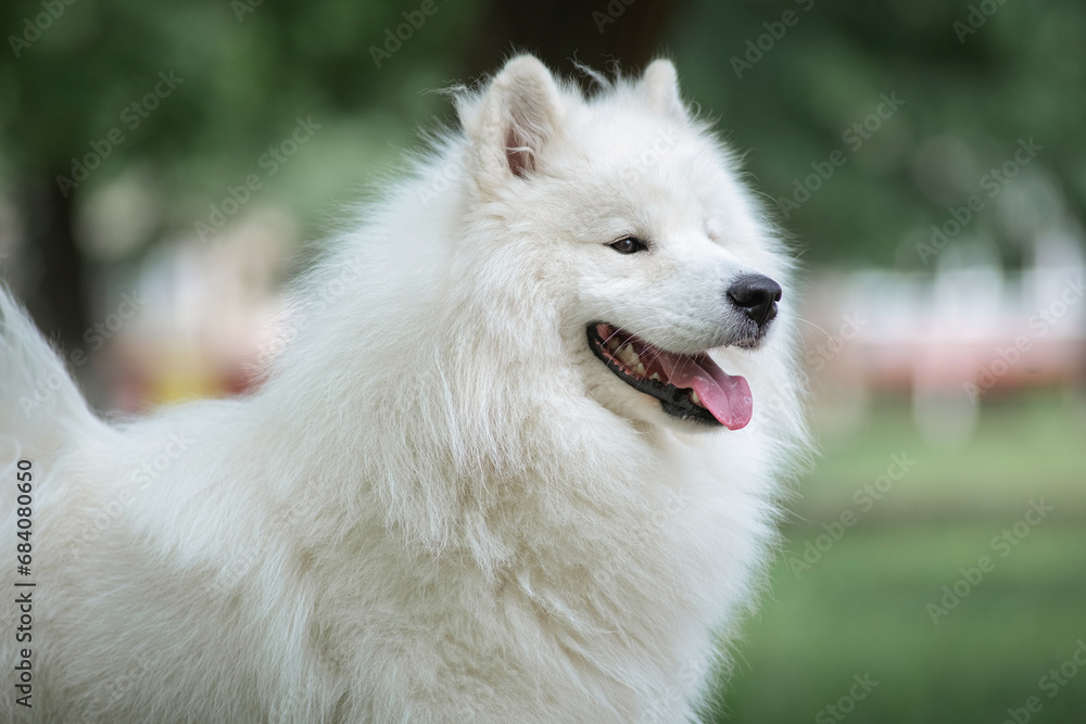 Beautiful purebred Samoyed dog plays outdoors in summer. Beautiful purebred Samoyed dog plays outdoors in summer.