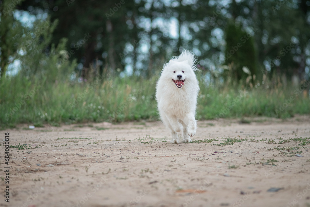 Beautiful purebred Samoyed dog plays outdoors in summer.