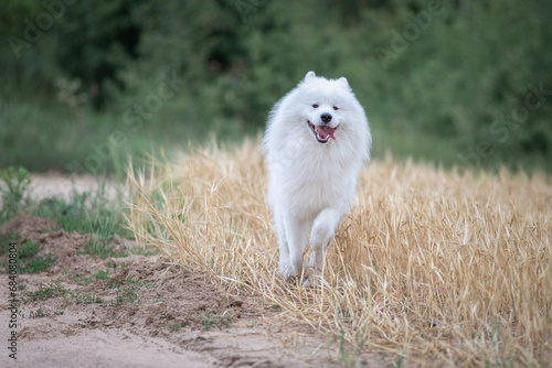Beautiful purebred Samoyed dog plays outdoors in summer. © shymar27