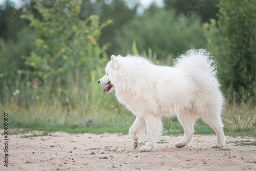 Beautiful purebred Samoyed dog plays outdoors in summer.