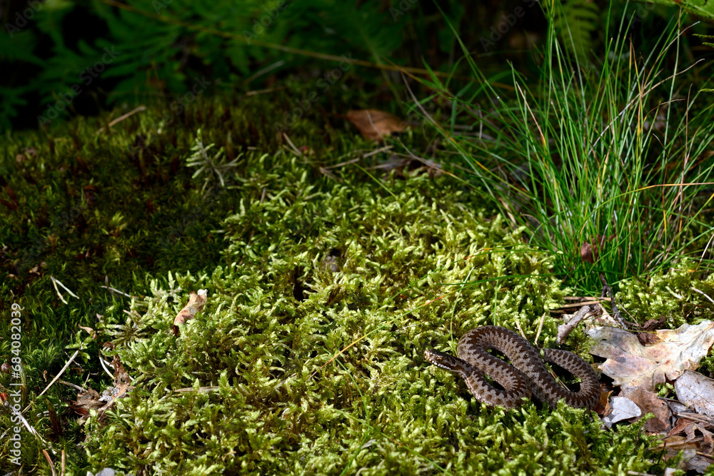 Kreuzotter // Common Adder (Vipera berus) Kreuzotter // Common Adder (Vipera berus)